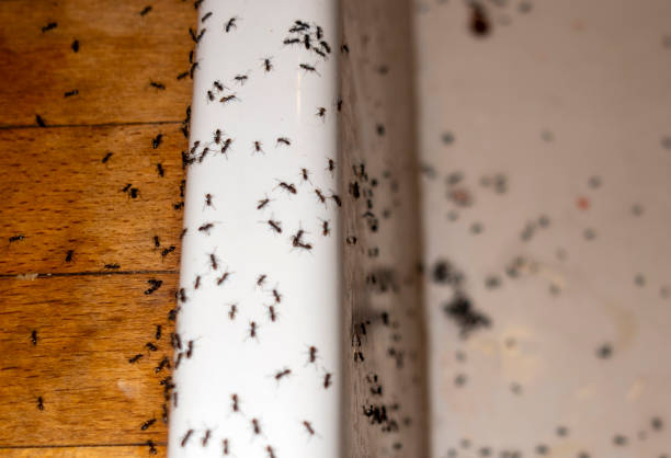 Best Pest Removal Services  in Sidy, NE